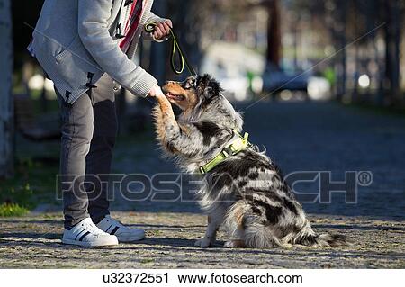 Stock Image - Man holding dog's paw in park, cropped. Fotosearch
