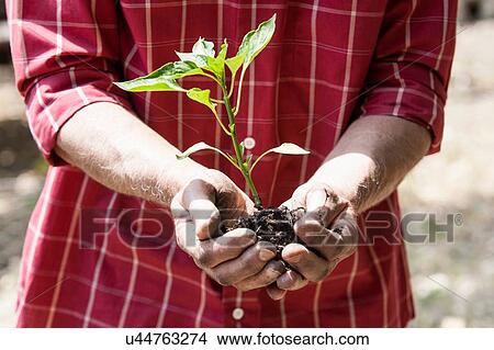 Picture - Man planting seedling. Fotosearch