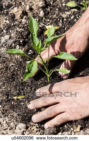 Man planting seedling View Large Photo Image Stock Photograph - Man planting seedling. Fotosearch