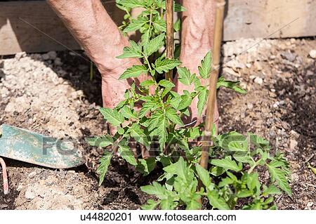 Man planting tomato seedlings View Large Photo Image Stock Image - Man planting tomato seedlings. Fotosearch