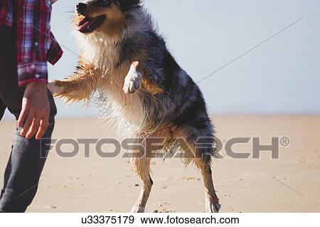 Stock Photo - Man playing with leaping dog on beach, cropped. Fotosearch