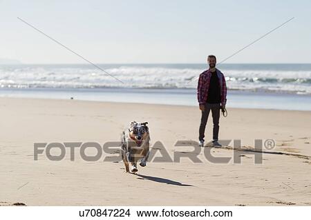 Picture - Man watching his dog run on beach. Fotosearch