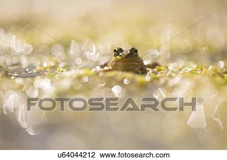 Stock Image - Marsh frog (Pelophylax ridibundus). This frog can appear in a variety of colours. It feeds on dragonflies, insects, spiders, earthworms and slugs. Larger frogs are also known to eat mice, salamanders and fish. Photographed in Israel in May.. Fotosearch