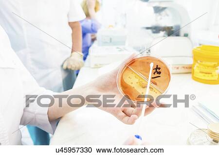 Stock Image - Microbiology research. Technician swabbing an agar plate.. Fotosearch