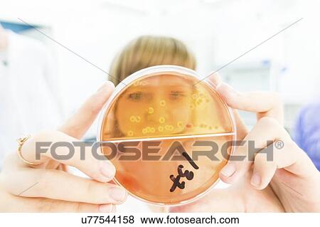 Stock Photo - Microbiology research. Technician making a seeded pour plate for testing anti-microbial chemicals.. Fotosearch