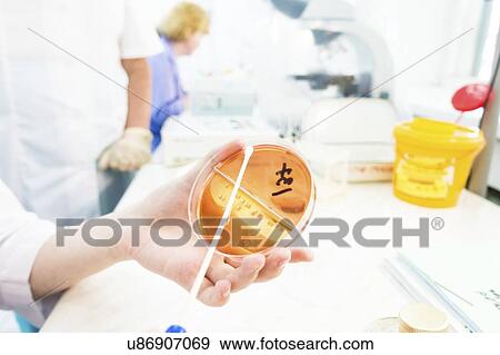 Stock Photo - Microbiology research. Technician swabbing an agar plate.. Fotosearch