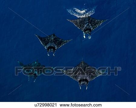 Stock Image - Mobula Rays seen from the air swimming, Nopapu, Vava, Tonga. Fotosearch