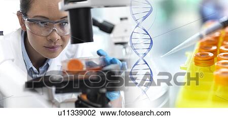 MODEL RELEASED. Laboratory researcher using a light microscope to examine stem cells in a culture jar. At right are a pipette, samples and DNA (deoxyribonucleic acid) helix to illustrate genetic editing and research. View Large Photo Image Stock Image - MODEL RELEASED. Laboratory researcher using a light microscope to examine stem cells in a culture jar. At right are a pipette, samples and DNA (deoxyribonucleic acid) helix to illustrate genetic editing and research.. Fotosearch