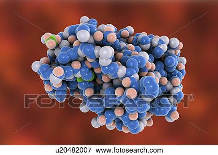 Stock Photo - Molecular model of metalloproteinase snake venom from an Eastern diamondback rattlesnake (Crotalus adamanteus).. Fotosearch