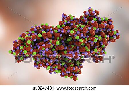 Stock Image - Molecular model of phosphodiesterase snake venom from the Taiwan cobra (Naja atra atra).. Fotosearch