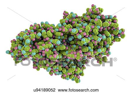 Molecular model of phosphodiesterase snake venom from the Taiwan cobra (Naja atra atra). View Large Photo Image Stock Image - Molecular model of phosphodiesterase snake venom from the Taiwan cobra (Naja atra atra).. Fotosearch