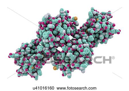 Molecular model of the snake venom toxin convulxin, found in the tropical rattlesnake (Crotalus durissus terrificus). This toxin causes blood clot formation. View Large Photo Image Stock Image - Molecular model of the snake venom toxin convulxin, found in the tropical rattlesnake (Crotalus durissus terrificus). This toxin causes blood clot formation.. Fotosearch