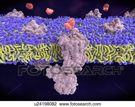 Stock Image - Morphine binding to opioid receptor. Computer illustration of morphine molecules (orange) binding to mu-opioid receptors (grey) in a cell membrane (purple and yellow). Opioid receptors are found on nerve cells. When pain is detected by the body,.... Fotosearch