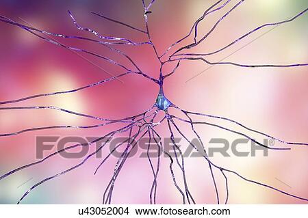 Picture - Nerve cells. Computer illustration of nerve cells, or neurons.. Fotosearch