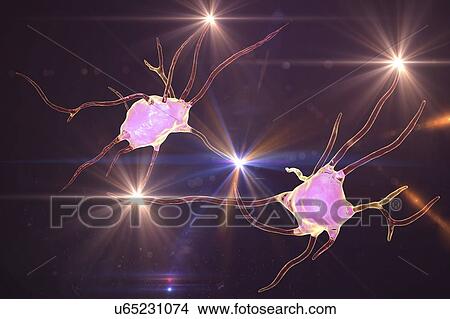 Nerve cells. Computer illustration of nerve cells, or neurons. View Large Photo Image Picture - Nerve cells. Computer illustration of nerve cells, or neurons.. Fotosearch