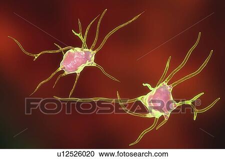 Nerve cells. Computer illustration of nerve cells, or neurons. View Large Photo Image Stock Image - Nerve cells. Computer illustration of nerve cells, or neurons.. Fotosearch