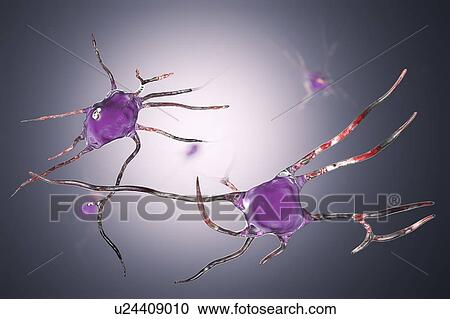 Nerve cells. Computer illustration of nerve cells, or neurons. View Large Photo Image Stock Image - Nerve cells. Computer illustration of nerve cells, or neurons.. Fotosearch