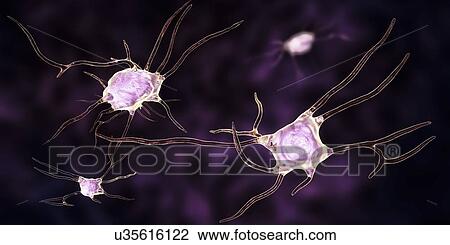 Nerve cells. Computer illustration of nerve cells, or neurons. View Large Photo Image Stock Image - Nerve cells. Computer illustration of nerve cells, or neurons.. Fotosearch
