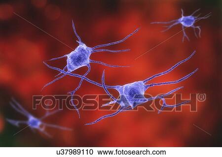 Nerve cells. Computer illustration of nerve cells, or neurons. View Large Photo Image Stock Image - Nerve cells. Computer illustration of nerve cells, or neurons.. Fotosearch