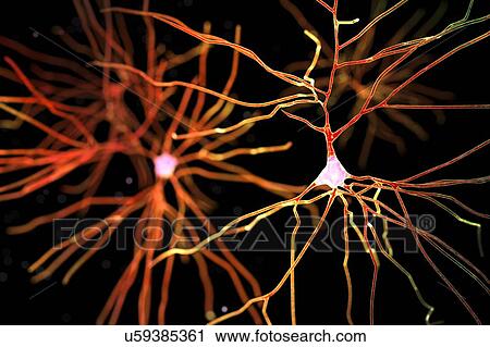 Nerve cells. Computer illustration of nerve cells, or neurons. View Large Photo Image Stock Image - Nerve cells. Computer illustration of nerve cells, or neurons.. Fotosearch