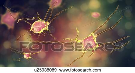 Nerve cells. Computer illustration of nerve cells, or neurons. View Large Photo Image Stock Photo - Nerve cells. Computer illustration of nerve cells, or neurons.. Fotosearch