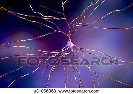 Nerve cells. Computer illustration of nerve cells, or neurons. View Large Photo Image Stock Photo - Nerve cells. Computer illustration of nerve cells, or neurons.. Fotosearch