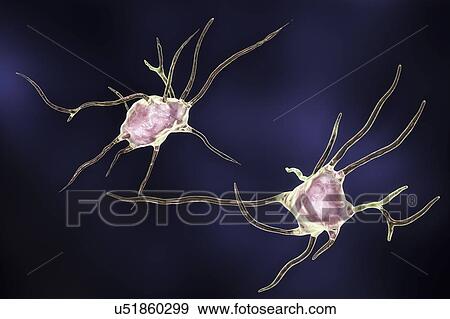 Stock Photo - Nerve cells. Computer illustration of nerve cells, or neurons.. Fotosearch