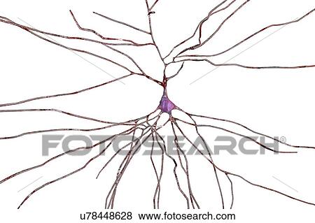 Nerve cells. Computer illustration of nerve cells, or neurons. View Large Photo Image Stock Photo - Nerve cells. Computer illustration of nerve cells, or neurons.. Fotosearch