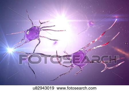 Nerve cells. Computer illustration of nerve cells, or neurons. View Large Photo Image Stock Photo - Nerve cells. Computer illustration of nerve cells, or neurons.. Fotosearch