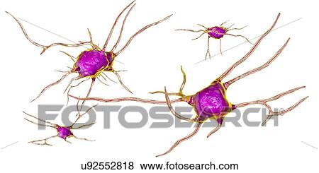 Nerve cells. Computer illustration of nerve cells, or neurons. View Large Photo Image Stock Photo - Nerve cells. Computer illustration of nerve cells, or neurons.. Fotosearch