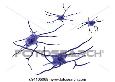 Stock Photo - Nerve cells. Computer illustration of nerve cells, or neurons.. Fotosearch