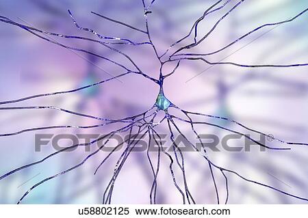 Stock Photography - Nerve cells. Computer illustration of nerve cells, or neurons.. Fotosearch