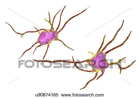Nerve cells. Computer illustration of nerve cells, or neurons. View Large Photo Image Stock Photography - Nerve cells. Computer illustration of nerve cells, or neurons.. Fotosearch