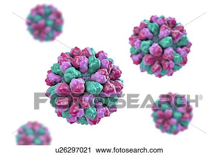 Norovirus, computer illustration. Norovirus is a genus of RNA (ribonucleic acid) viruses (of the family Caliciviridae), which cause about half of all gastroenteritis cases around the world. The disease is characterised by nausea, vomiting, diarrhoea... View Large Photo Image Stock Image - Norovirus, computer illustration. Norovirus is a genus of RNA (ribonucleic acid) viruses (of the family Caliciviridae), which cause about half of all gastroenteritis cases around the world. The disease is characterised by nausea, vomiting, diarrhoea.... Fotosearch