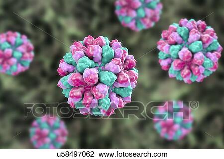 Norovirus, computer illustration. Norovirus is a genus of RNA (ribonucleic acid) viruses (of the family Caliciviridae), which cause about half of all gastroenteritis cases around the world. The disease is characterised by nausea, vomiting, diarrhoea... View Large Photo Image Stock Image - Norovirus, computer illustration. Norovirus is a genus of RNA (ribonucleic acid) viruses (of the family Caliciviridae), which cause about half of all gastroenteritis cases around the world. The disease is characterised by nausea, vomiting, diarrhoea.... Fotosearch