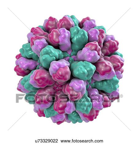 Norovirus, computer illustration. Norovirus is a genus of RNA (ribonucleic acid) viruses (of the family Caliciviridae), which cause about half of all gastroenteritis cases around the world. The disease is characterised by nausea, vomiting, diarrhoea... View Large Photo Image Stock Image - Norovirus, computer illustration. Norovirus is a genus of RNA (ribonucleic acid) viruses (of the family Caliciviridae), which cause about half of all gastroenteritis cases around the world. The disease is characterised by nausea, vomiting, diarrhoea.... Fotosearch