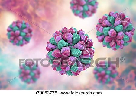 Norovirus, computer illustration. Norovirus is a genus of RNA (ribonucleic acid) viruses (of the family Caliciviridae), which cause about half of all gastroenteritis cases around the world. The disease is characterised by nausea, vomiting, diarrhoea... View Large Photo Image Stock Photography - Norovirus, computer illustration. Norovirus is a genus of RNA (ribonucleic acid) viruses (of the family Caliciviridae), which cause about half of all gastroenteritis cases around the world. The disease is characterised by nausea, vomiting, diarrhoea.... Fotosearch