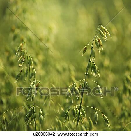 Oat field. View Large Photo Image Stock Image - Oat field.. Fotosearch