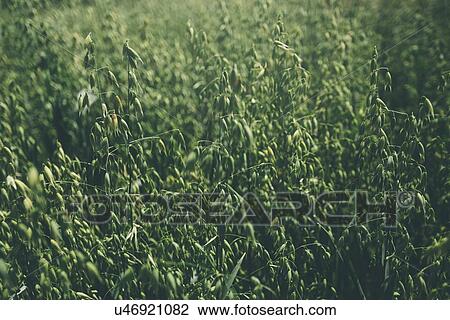 Stock Image - Oat field.. Fotosearch