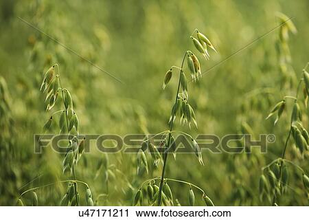 Oat field. View Large Photo Image Stock Image - Oat field.. Fotosearch