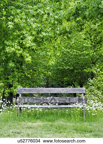Old weathered bench and trees full of green leaves View Large Photo Image Picture - Old weathered bench and trees full of green leaves. Fotosearch