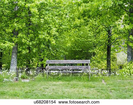 Old weathered bench and trees full of green leaves View Large Photo Image Picture - Old weathered bench and trees full of green leaves. Fotosearch
