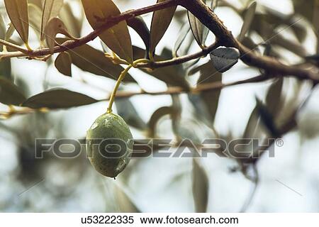 Olive tree branch. View Large Photo Image Stock Photography - Olive tree branch.. Fotosearch
