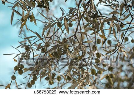 Stock Photo - Olive tree branches.. Fotosearch