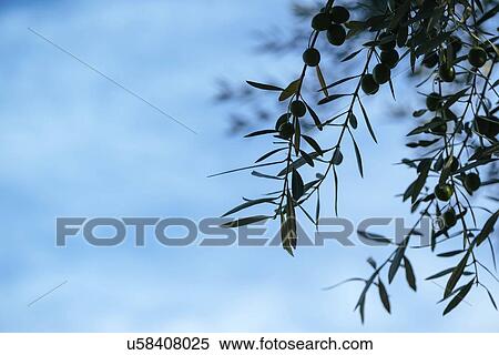 Olive tree branches. View Large Photo Image Stock Photography - Olive tree branches.. Fotosearch