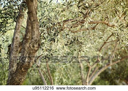 Stock Photograph - Olive trees in orchard.. Fotosearch