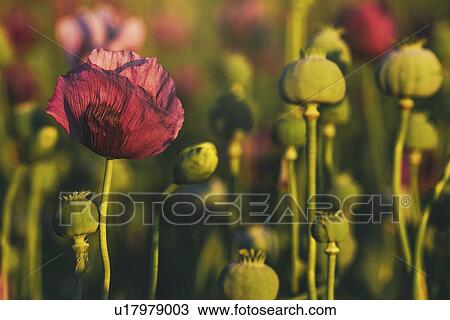 Opium poppy field. View Large Photo Image Stock Image - Opium poppy field.. Fotosearch