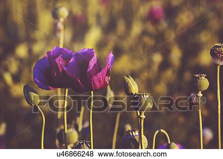 Stock Photo - Opium poppy field.. Fotosearch