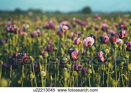 Opium poppy field. View Large Photo Image Stock Photography - Opium poppy field.. Fotosearch