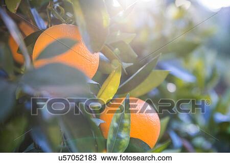Oranges growing on tree View Large Photo Image Stock Image - Oranges growing on tree. Fotosearch
